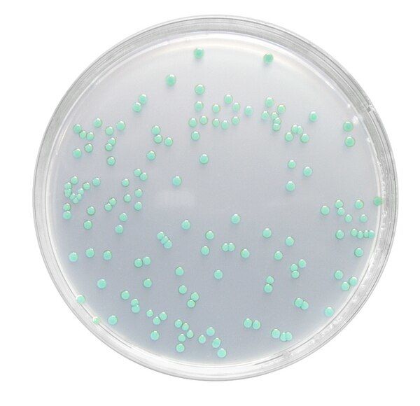 Merck 100427.0500 Listeria Selective Agar Base Acc. Ottavyany And Agosty (Iso 11290) For Microbiology Chromocult® (Ambalaj Miktarı : 500 gr)