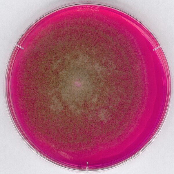 Merck 100467.0500 Rose-Bengal Chloramphenicol Agar (Rbc) For Microbiology (Ambalaj Miktarı : 500 gr)