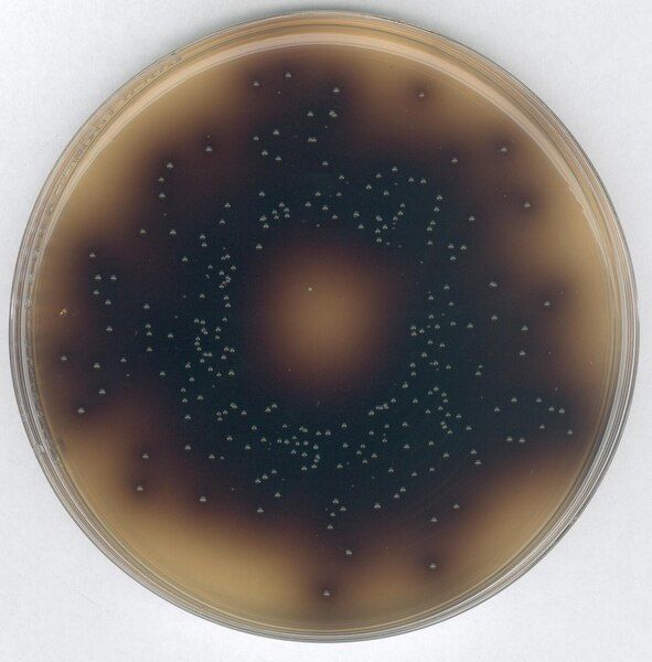 Merck 100072.0500 Bile Aesculin Azide Agar, Acc. To Iso 7899-2 For Microbiology (Ambalaj Miktarı : 500 gr)