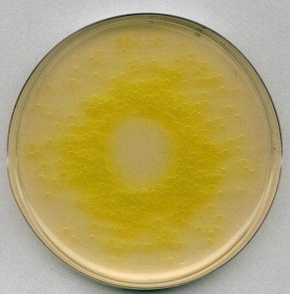 Merck 105284.0500 Cetrimide Agar Pseudomonas Selective Agar Base For Microbiology UN3077 9, III (Ambalaj Miktarı : 500 gr)