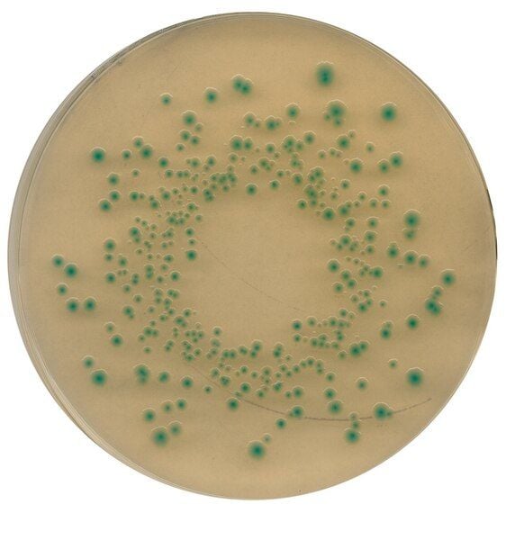 Merck 116122.0500 Chromocult® Tbx (Tryptone Bile X-Glucuronide) Agar For Microbiology (Ambalaj Miktarı : 500 gr)