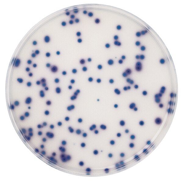 Merck 110426.0500 Coliform Agar For Microbiology Chromocult® (Ambalaj Miktarı : 500 gr)
