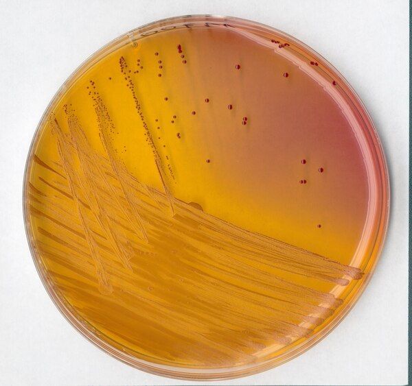 Merck 110707.0500 Kf Streptococcus Agar (Base) For Microbiology (Ambalaj Miktarı : 500 gr)