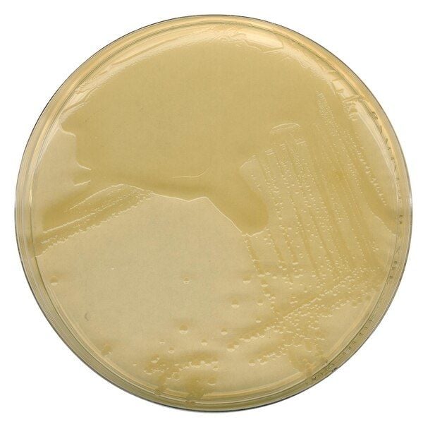 Merck 110283.0500 Lb Agar (Myller) ( Luria Bertani ) For Microbiology (Ambalaj Miktarı : 500 gr)