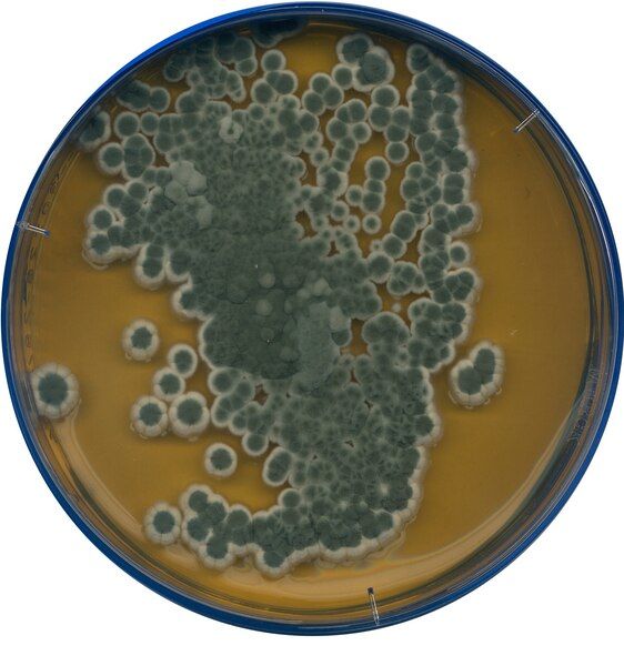 Merck 105398.0500 Malt Extract Agar For Microbiology (Ambalaj Miktarı : 500 gr)