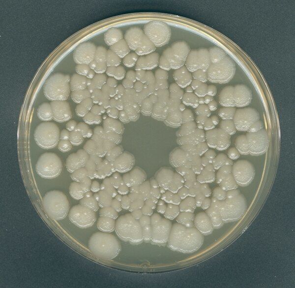Merck 110673.0500 Orange-Serum Agar For Microbiology (Ambalaj Miktarı : 500 gr)