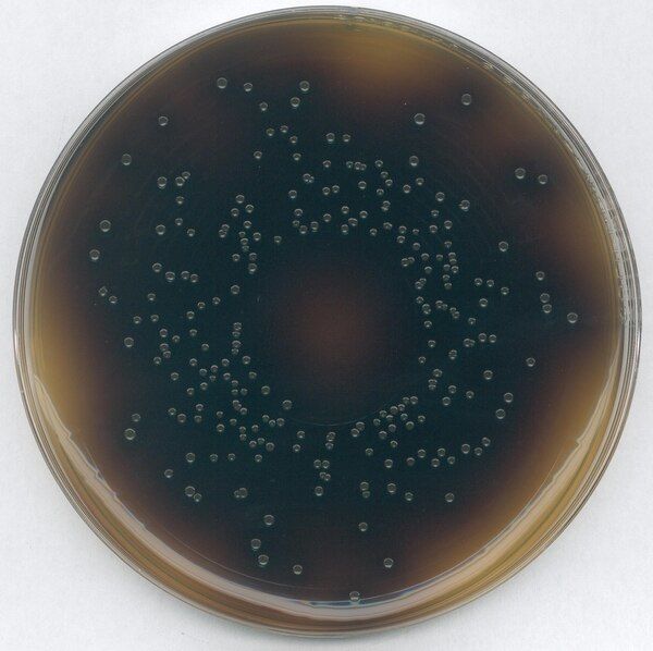 Merck 107004.0500 Oxford-Listeria-Selective-Agar (Base) For Microbiology (Ambalaj Miktarı : 500 gr)