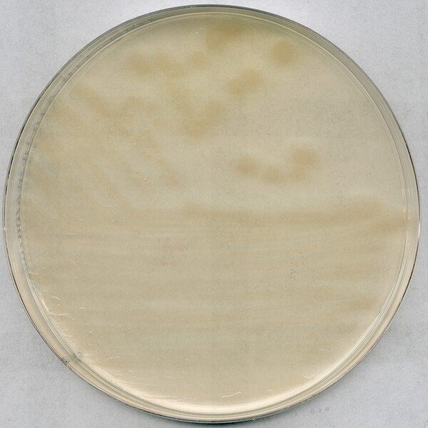 Merck 100416.0500 R2A Agar For Microbiology (Ambalaj Miktarı : 500 gr)