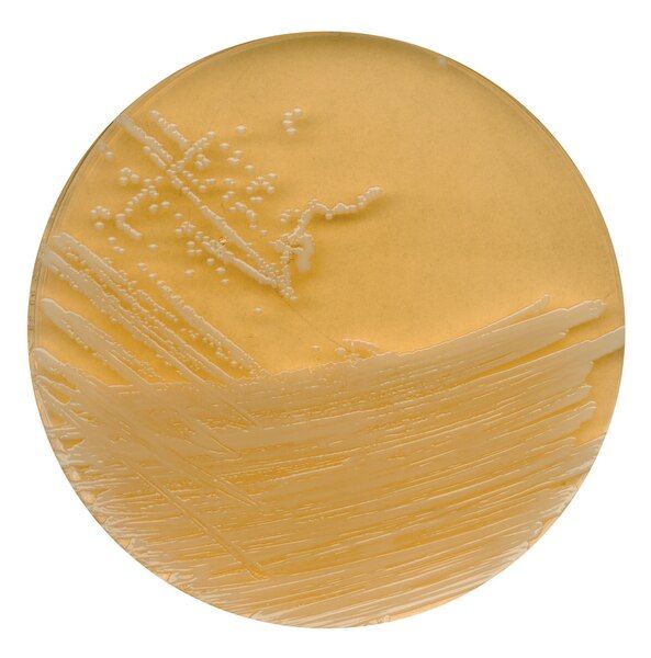 Merck 107324.0500 Tryptic Soy Agar With Polysorbate 80 And Lecithin For Microbiology (Ambalaj Miktarı : 500 gr)