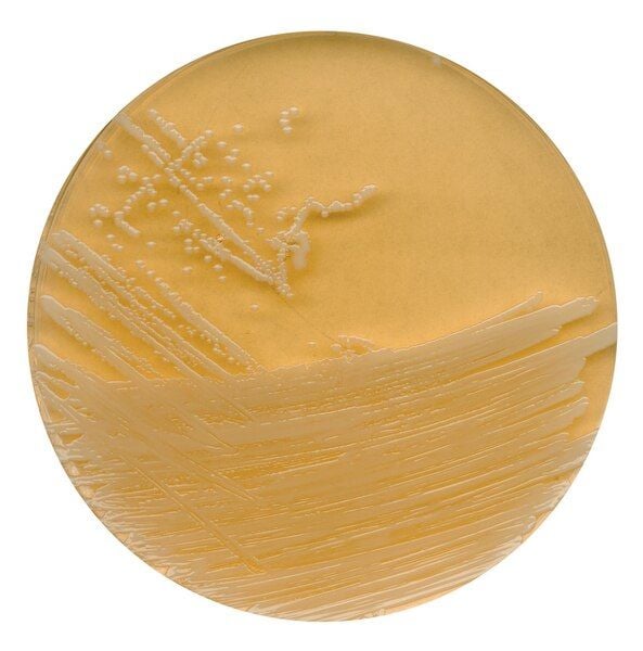 Merck 107324.0500 Tryptic Soy Agar With Polysorbate 80 And Lecithin For Microbiology (Ambalaj Miktarı : 500 gr)