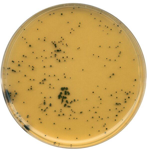 Merck 111972.0500 Tsc Agar Tryptose Sulfite Cycloserine Agar (Base) For Microbiology (Ambalaj Miktarı : 500 gr)