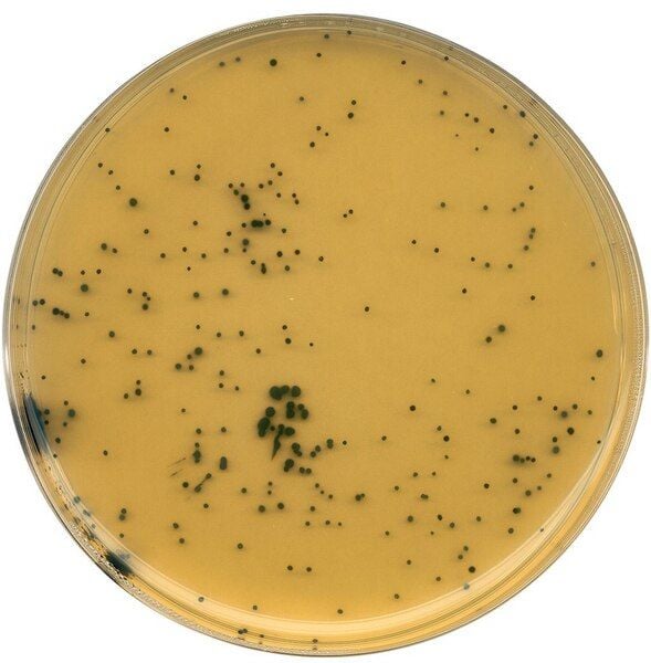 Merck 111972.0500 Tsc Agar Tryptose Sulfite Cycloserine Agar (Base) For Microbiology (Ambalaj Miktarı : 500 gr)