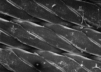 Millipore PP2502500 PP net filtre, 25µm, 25mm, Beyaz, Düz   Ambalaj Miktarı: 100 Ad.
