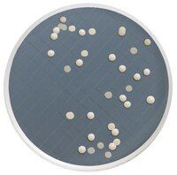 Millipore MXSMCSD48 Milliflex kaset- Sabouraud Dextrose Agar  Ambalaj Miktarı: 48x10 Ml.