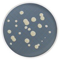 Millipore MXSMCYM48 Milliflex kaset- Yeast and Mold Agar  Ambalaj Miktarı: 48x10 Ml.