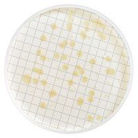 Millipore MXSMHPC48 Milliflex kaset- Heterotrophic Plate Count Agar  Ambalaj Miktarı: 48x10 Ml.