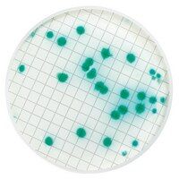 Millipore MXSMPIA48 Milliflex kaset- Pseudomonas Isolation Agar  Ambalaj Miktarı: 48x10 Ml.