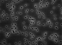 Millipore GTBP04700 Isopore membran, 0.22um, 47mm, KD  Ambalaj Miktarı: 100 Ad.